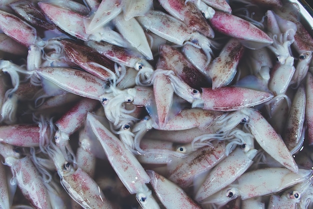 Calamares crudos frescos se venden en el mercado local fresco.