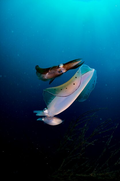 Foto calamares de desova com ângulo largo