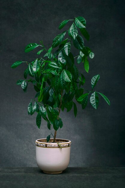 Calamondin-Busch fruchtlos in einem weißen Topf auf dunklem Hintergrund