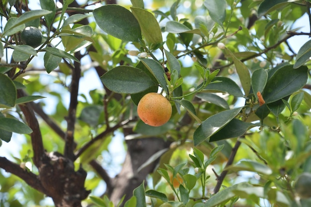 Calamondin Fruit Tree Desnudando frutas em um dia de verão