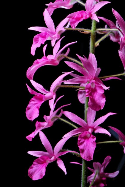 Foto calanthe rosea