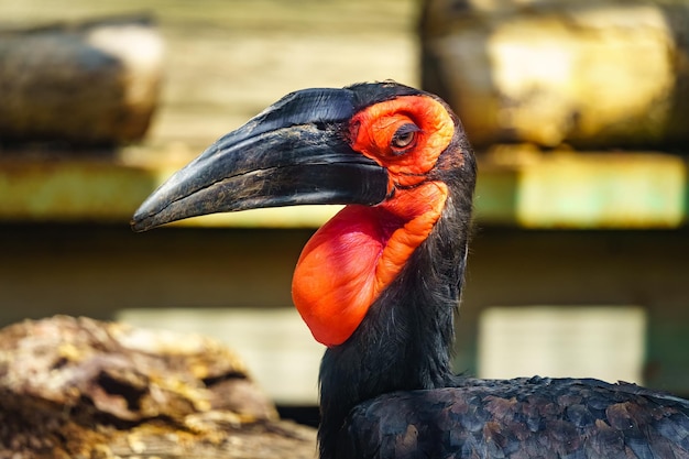 Cálao grande con su pico negro y cara y pecho rojos pájaro exótico de Asia