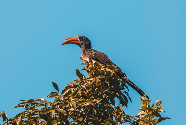 Foto cálao de pico amarillo del sur parque nacional kruger