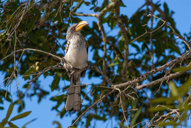 Cálao de pico amarillo del sur Parque Nacional Kruger