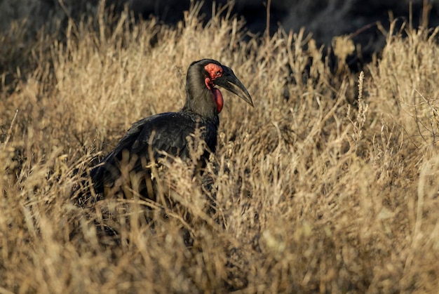 Cálao terrestre del surBucorvus leadbeateri Parque Nacional Kruger Sudáfrica