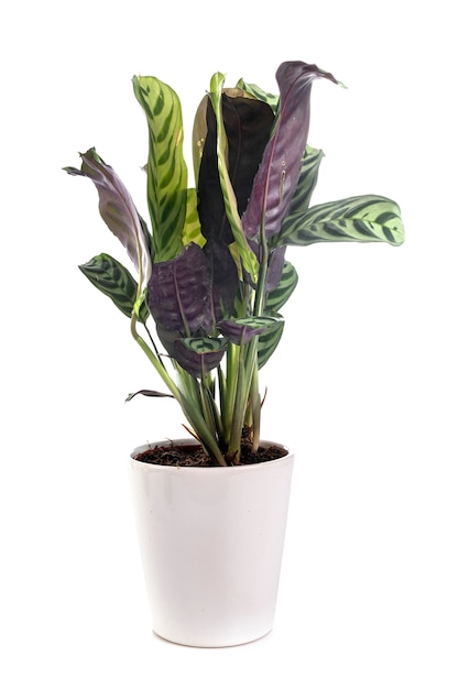 Foto calathea en blanco aislado