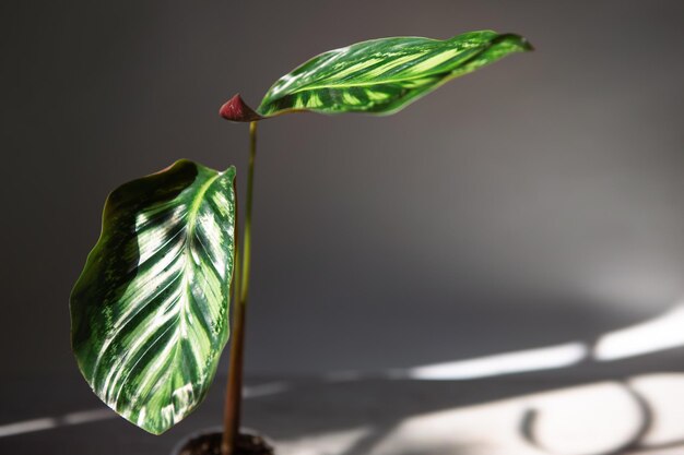 Calathea Flamestar padrão verde folha closeup no peitoril da janela em luz solar brilhante com sombras Plantas de casa em vaso verde decoração de casa cuidado e cultivo variedade marantaceae Copiar espaço