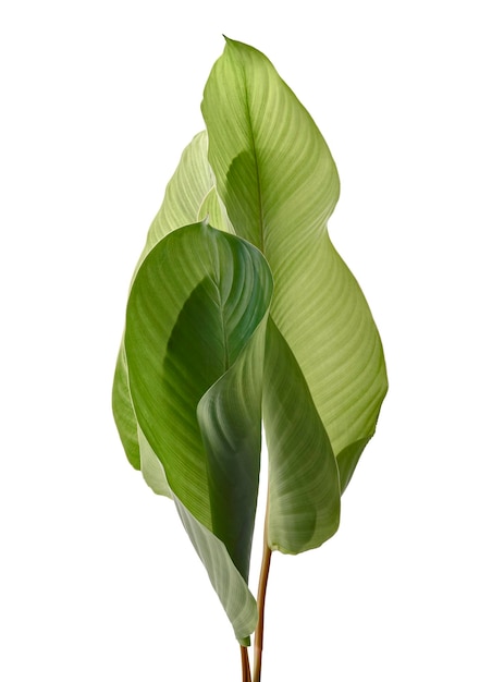 Calathea-Laub, exotisches tropisches Blatt, großes grünes Blatt, lokalisiert auf weißem Hintergrund