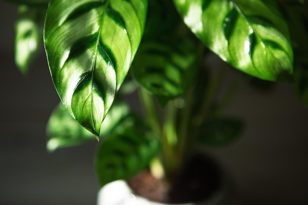 Calathea leopardina patrón verde hoja closeup plantas de casa en maceta decoración verde cuidado y cultivo variedad marantaceae