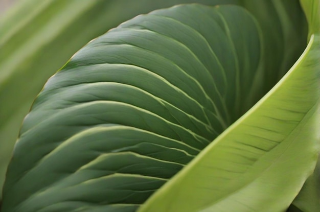 Calathea lutea Blatt Makro-Schusshintergrund