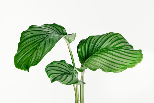 Calathea Orbifolia Blätter auf Hintergrund isoliert