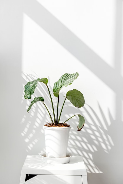 Calathea Orbifolia por uma parede branca