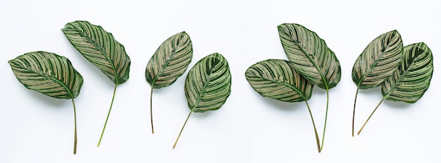 Calathea ornata Blätter auf weiß