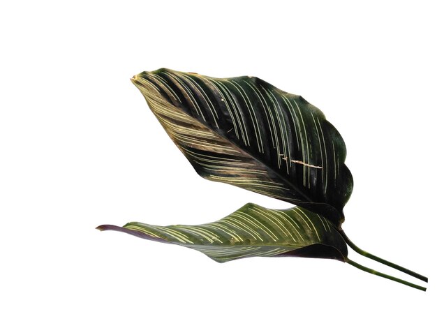 Calathea ornata Sanderiana-Blatt auf weißem Hintergrund