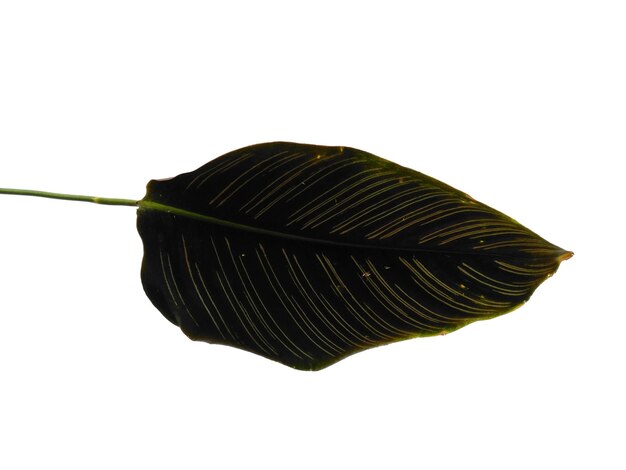 Calathea ornata Sanderiana-Blatt auf weißem Hintergrund