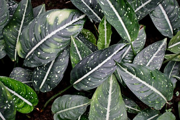 Calathea Pflanzenblätter