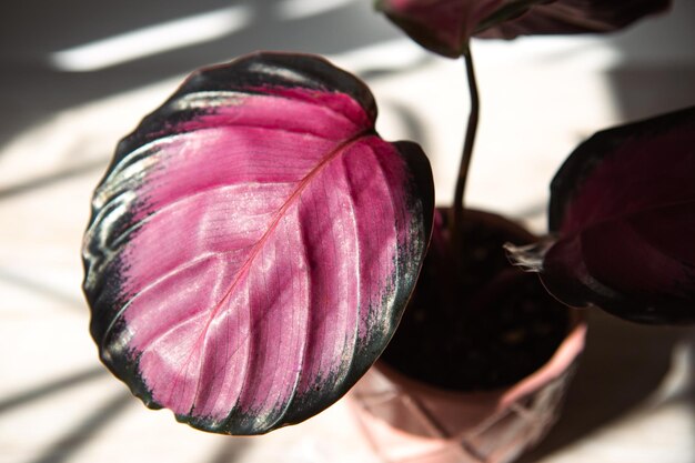 Calathea roseopicta Dottie Rosy pink leaf closeup auf der Fensterbank in hellem Sonnenlicht mit Schatten Topfpflanzen grüne Wohnkultur Pflege und Anbau Marantaceae-Sorte