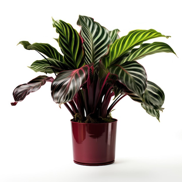 Calathea Studio Shot isolada em fundo claro IA generativa