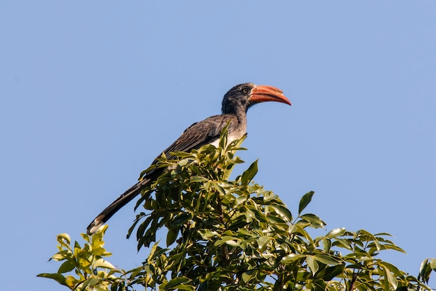 Foto calau-de-bico-amarelo do sul parque nacional kruger