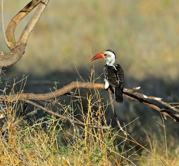 Calau-de-bico-vermelho no parque nacional de samburu