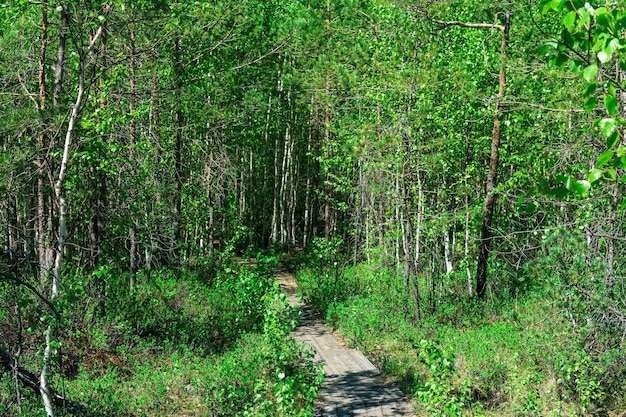 Calçada de madeira através da trilha ecológica do pântano arborizado na reserva natural