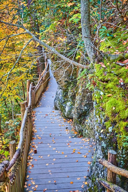 Calçadão de madeira contra falésias musgosas cobertas de folhas de outono e cercadas por floresta de outono