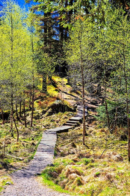 Calçadão em uma floresta no norte da Europa