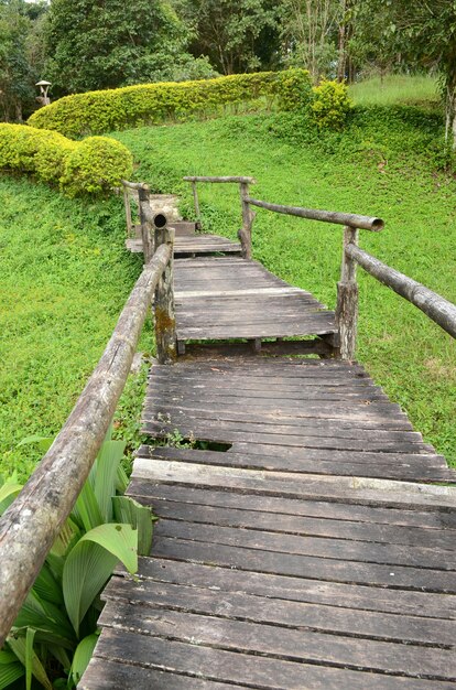 Calçadão pela floresta