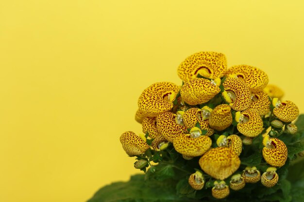 Foto calceolaria amarela também chamada de flor de chinelo de bolsa de dama e flor de bolso ou chinelo