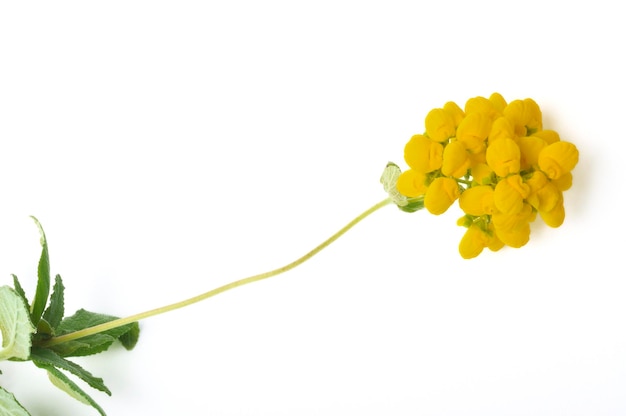 Calceolaria flores em um fundo branco