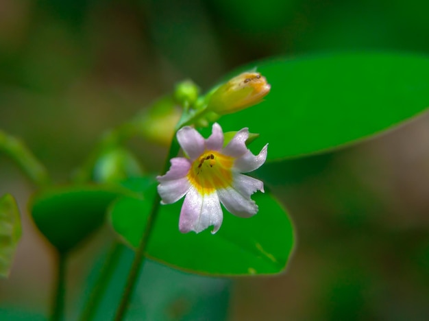 Calcing Tanah Planta Flores o Oxalis Barrelieri