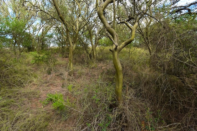 Calden paisaje forestal Geoffraea decorticans plantas provincia de La Pampa Patagonia Argentina