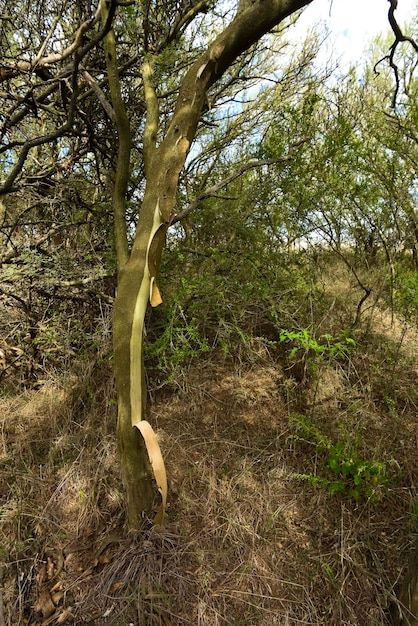 Foto calden paisaje forestal geoffraea decorticans plantas provincia de la pampa patagonia argentina