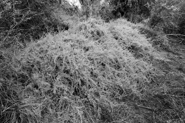 Calden Waldlandschaft Geoffraea decorticans Pflanzen La Pampa Provinz Patagonien Argentinien