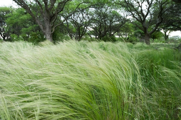 Calden Waldlandschaft Geoffraea decorticans Pflanzen La Pampa Provinz Patagonien Argentinien