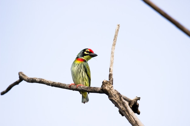 Calderero barbet descansando sobre la rama de un árbol después de un largo vuelo