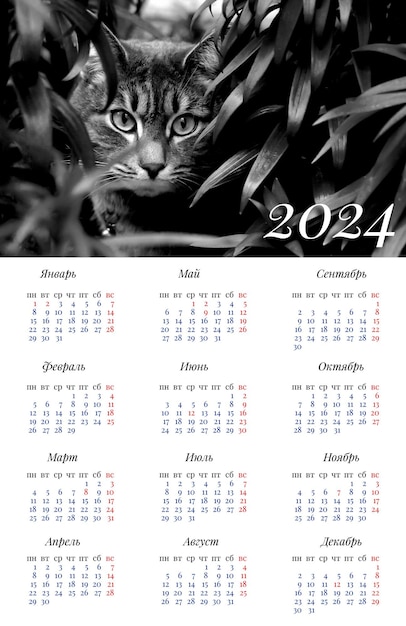 Foto calendario para 2024 con una fotografía en blanco y negro de un gato en la hierba alta rusa