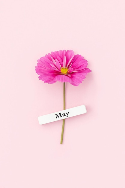 Calendario mes de primavera Mayo y hermosa flor sobre fondo rosa Vista superior Endecha plana Concepto mínimo Hola Mayo Vista superior Tarjeta de felicitación plana