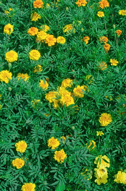 Calêndula amarelo limão macio Anemonetype tagetes flores amarelas limão