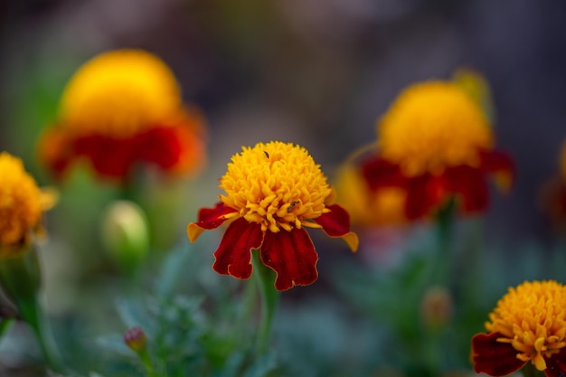 Caléndula amarilla roja en una fotografía de jardín de fondo verde en verano