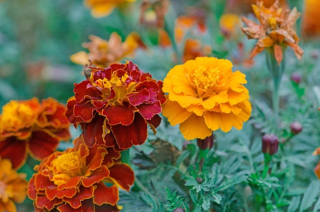 Caléndula amarilla y roja en el jardín Flor de caléndula con luz solar Flor de caléndula amarilla