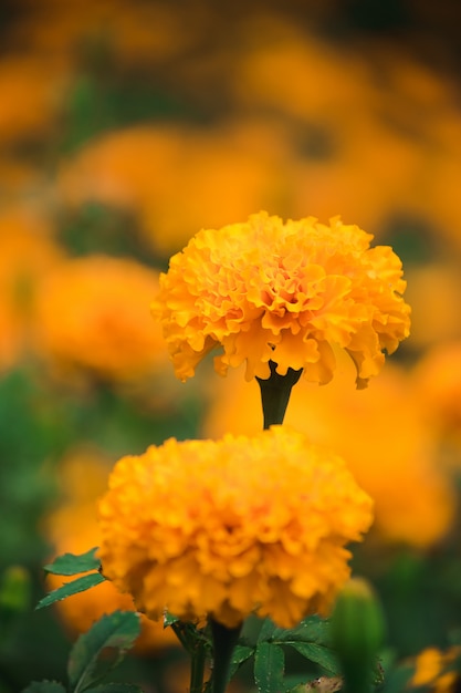 Calêndula americana, bonita na natureza É uma flor popular plantada para cortar flores à venda