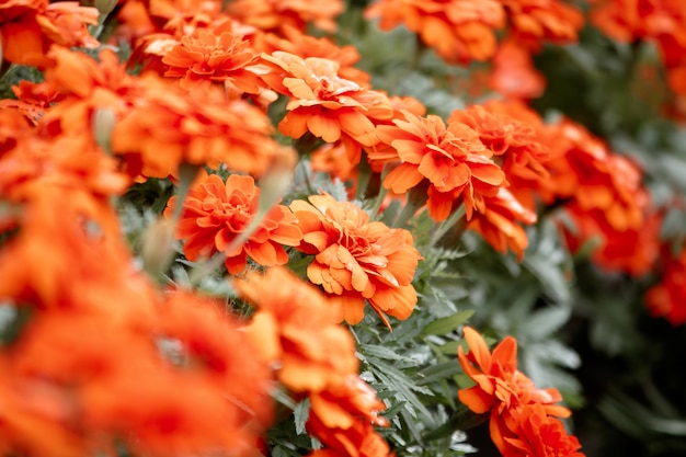 Caléndula americana, hermosa en la naturaleza Es una flor popular plantada para cortar flores para la venta