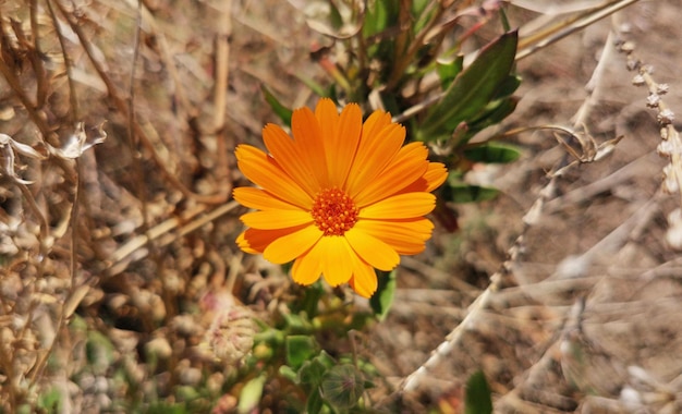 Calendula Blume Nahaufnahme Heilpflanze Gemüse natürlicher Hintergrund