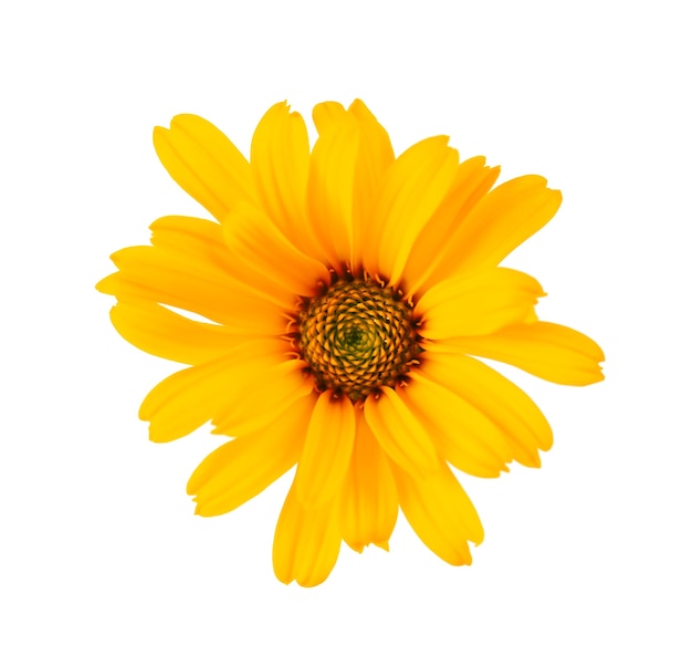 Calendula-Blumen isoliert auf weißem Hintergrund. Ringelblume. Heilkräuterpflanze. Ansicht von oben.