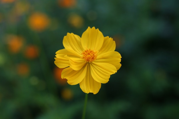 Calêndula (Calendula officinalis)