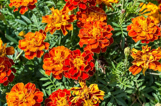 Calêndula como um fundo de flores