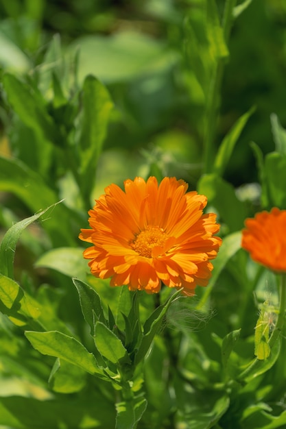 Calêndula de flores laranja no jardim de verão.