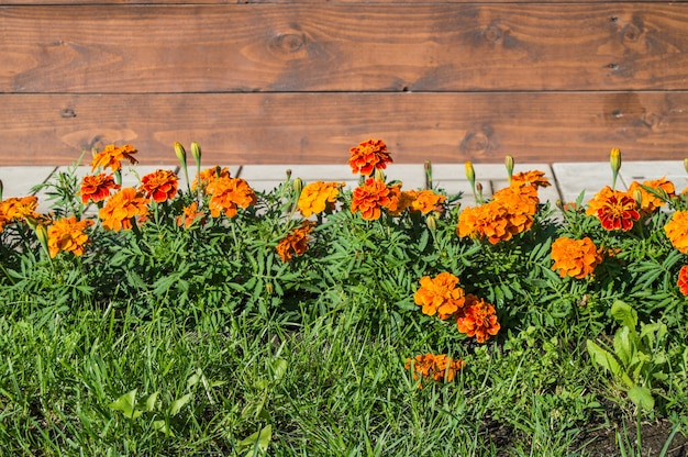 Calêndula dourada officinalis ou flores de calêndula laranja e folhas verdes