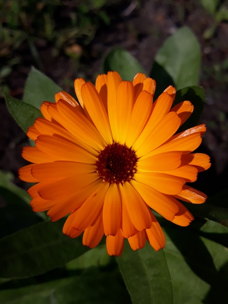 Calêndula. flor de calêndula com folha